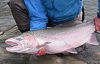 fishing for steelhead trout in British Columbia Canada